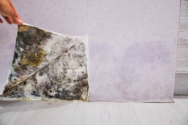 Best Affordable Mold Removal  in West Terre Haute, IN
